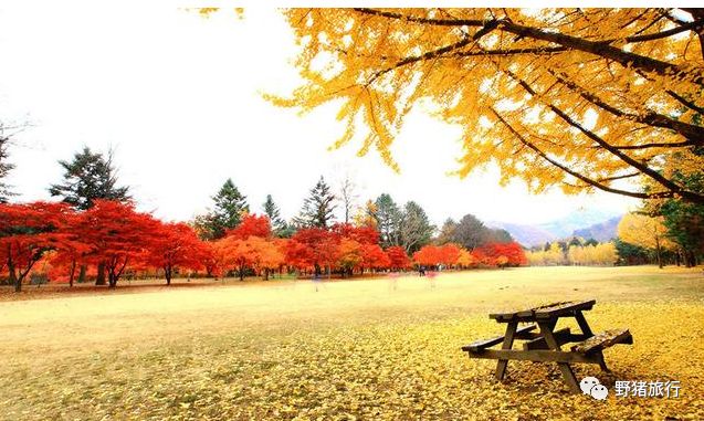 南怡岛旅游攻略_南怡岛在哪里_南怡岛索道