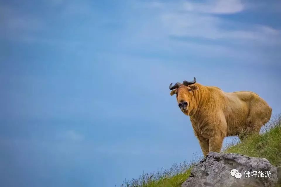 佛坪熊猫谷旅游攻略_佛坪的熊猫谷玩需要多长时间_佛坪熊猫谷一般玩几个小时