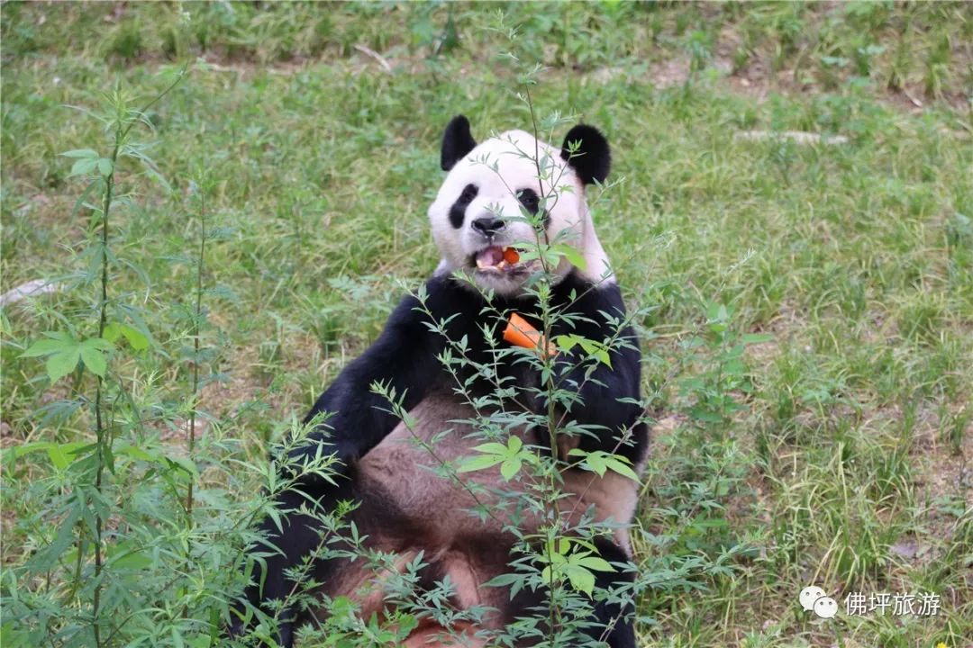 佛坪熊猫谷一般玩几个小时_佛坪熊猫谷旅游攻略_佛坪的熊猫谷玩需要多长时间