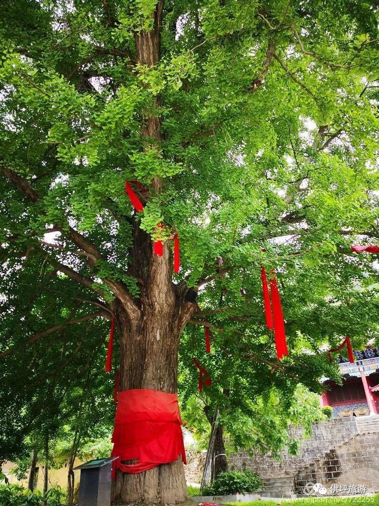 佛坪熊猫谷旅游攻略_佛坪熊猫谷一般玩几个小时_佛坪的熊猫谷玩需要多长时间