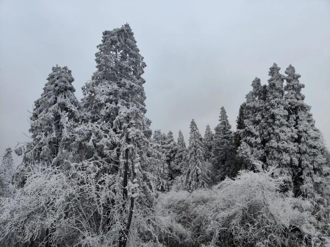 缙云山旅游攻略_缙云山旅游攻略_缙云山旅游攻略