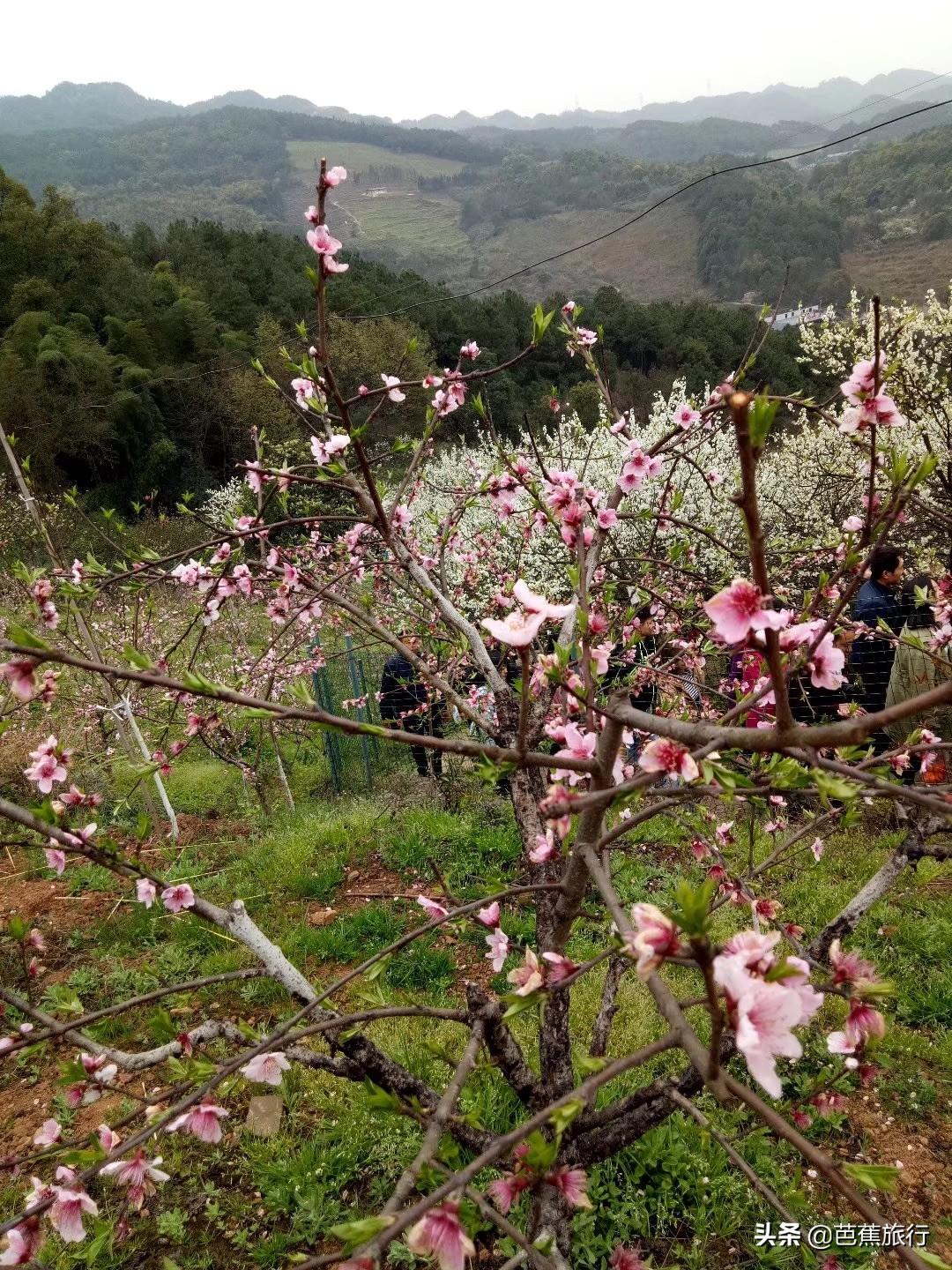 缙云山旅游攻略_缙云山旅游攻略_缙云山旅游攻略