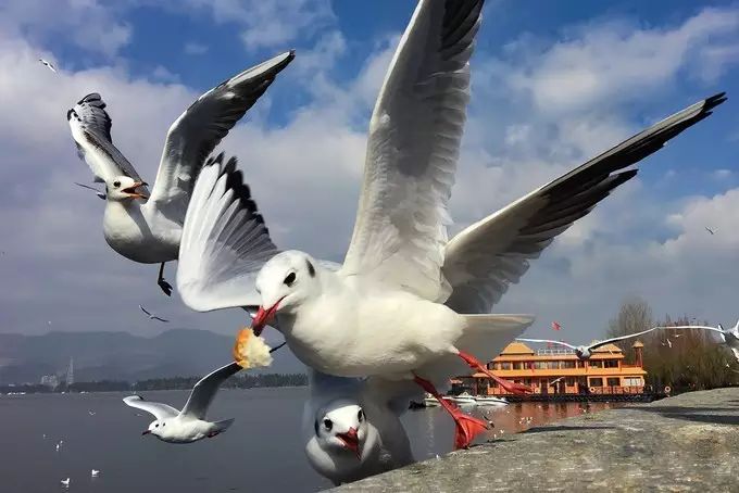 元阳到昆明自驾最佳路线_元阳到昆明怎么走最快_昆明到元阳旅游攻略