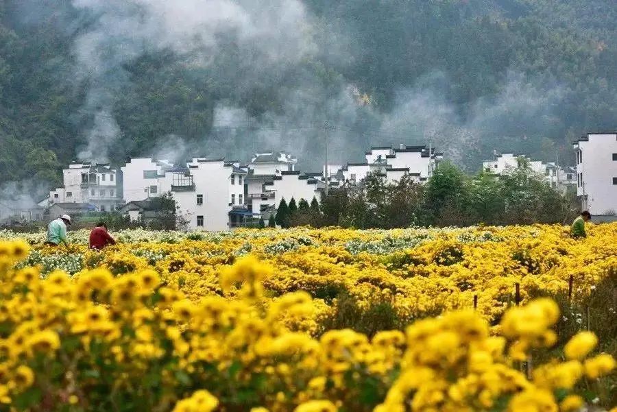 婺源秋色最佳观赏时间2018_婺源秋色旅游攻略_婺源秋天景色