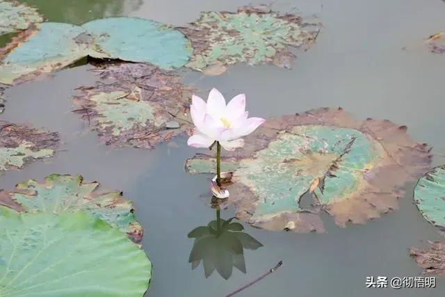 最近腋窝有异味怎么回事_南北湖风景区旅游攻略_2077杰克的墓碑在哪