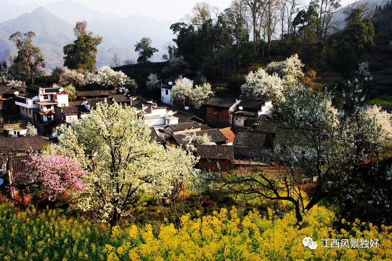 婺源西线旅游景点_婺源西线旅游攻略_婺源西线最值得去的三个景点