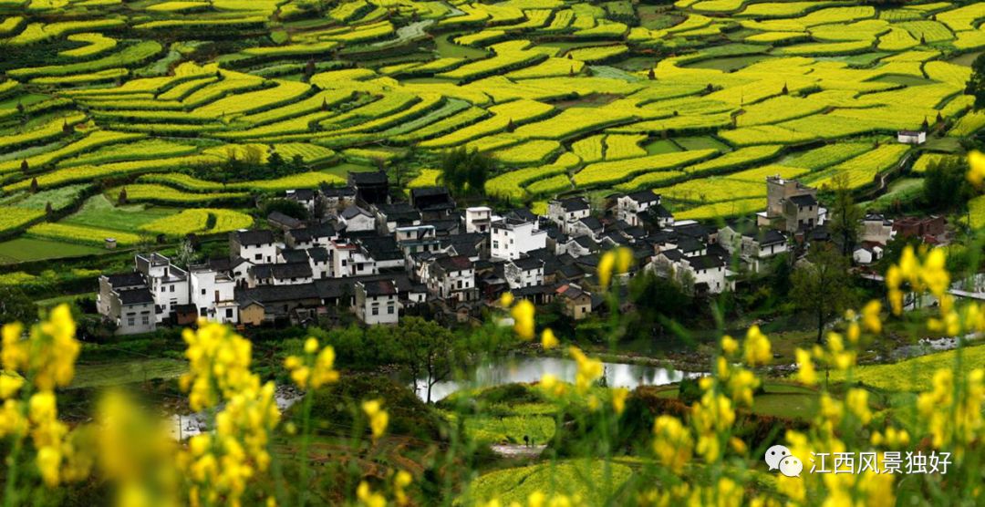 婺源西线最值得去的三个景点_婺源西线旅游景点_婺源西线旅游攻略