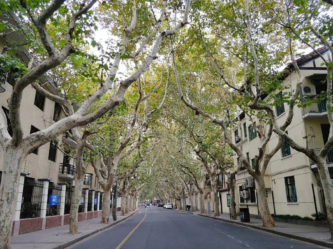 上海的衡山路在哪个区_上海衡山路旅游攻略_上海衡山路休闲街景点介绍