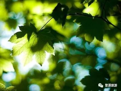 婺源西线旅游景点_婺源西线旅游攻略_婺源西线最值得去的三个景点
