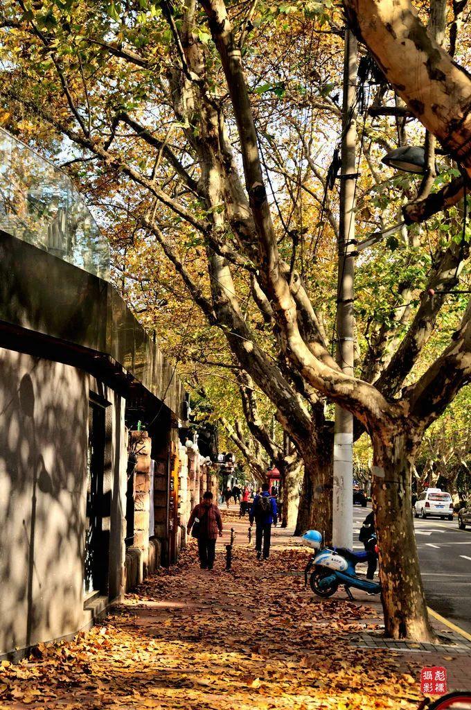 上海衡山路旅游攻略_上海衡山路休闲街景点介绍_上海的衡山路在哪个区
