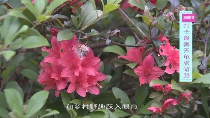 莆田凤凰山公园_莆田凤凰山旅游攻略_莆田凤凰山风景区在哪里