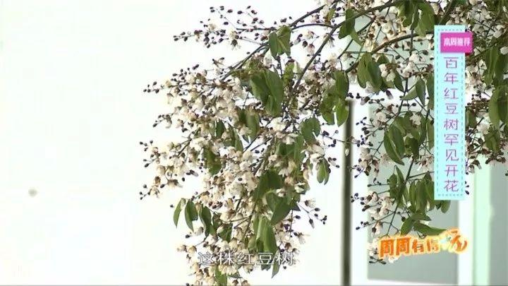 莆田凤凰山旅游攻略_莆田凤凰山风景区在哪里_莆田凤凰山公园