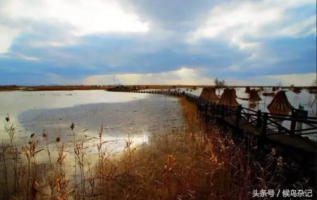 上海崇明岛民宿房价_崇明岛旅游攻略住宿_上海崇明住宿