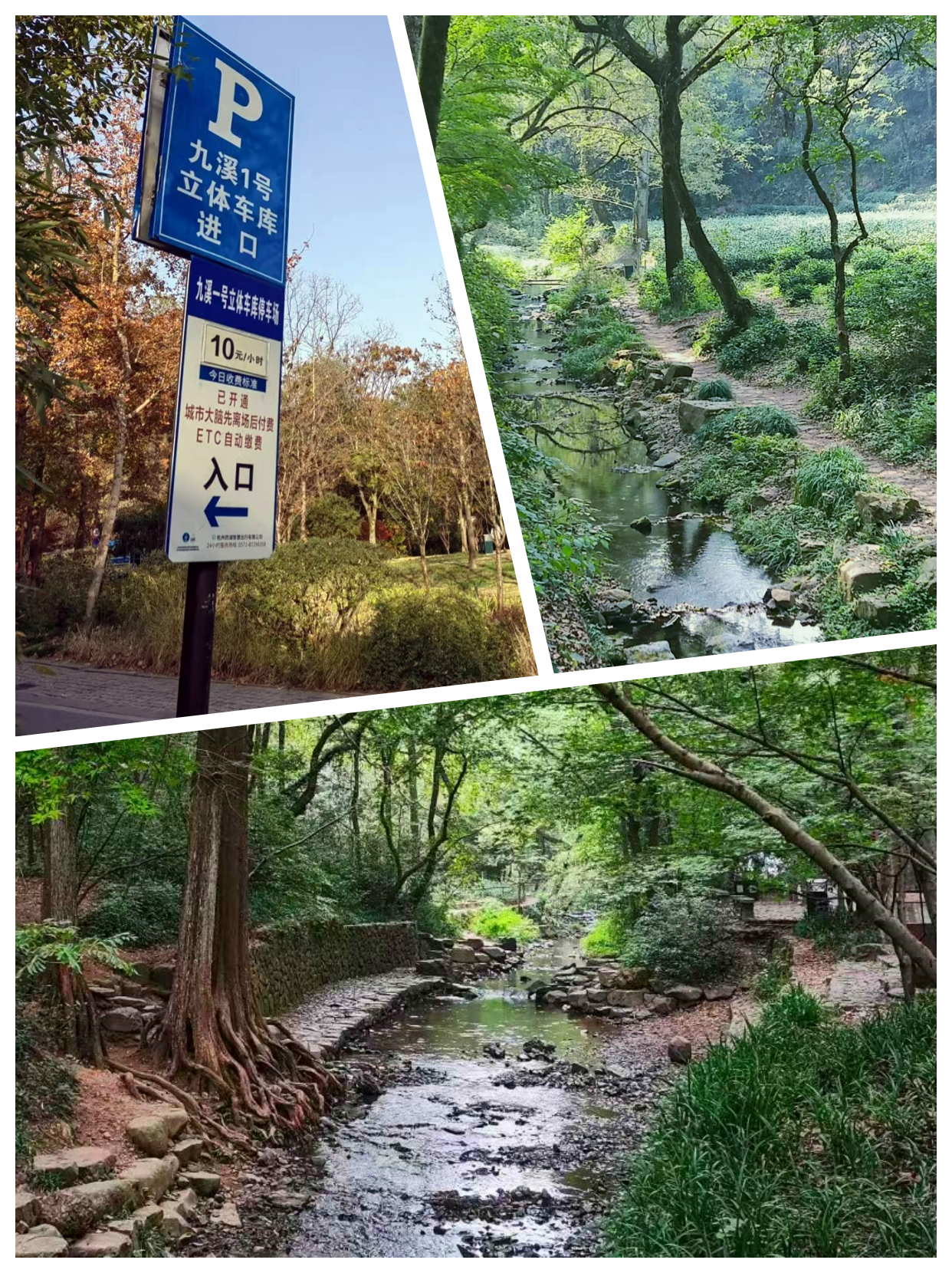 杭州九溪烟树旅游攻略_杭州九溪老烟树_杭州九溪烟树游玩攻略