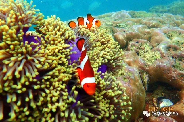 泰国珊瑚岛攻略旅游路线_珊瑚海泰国_泰国珊瑚岛旅游攻略
