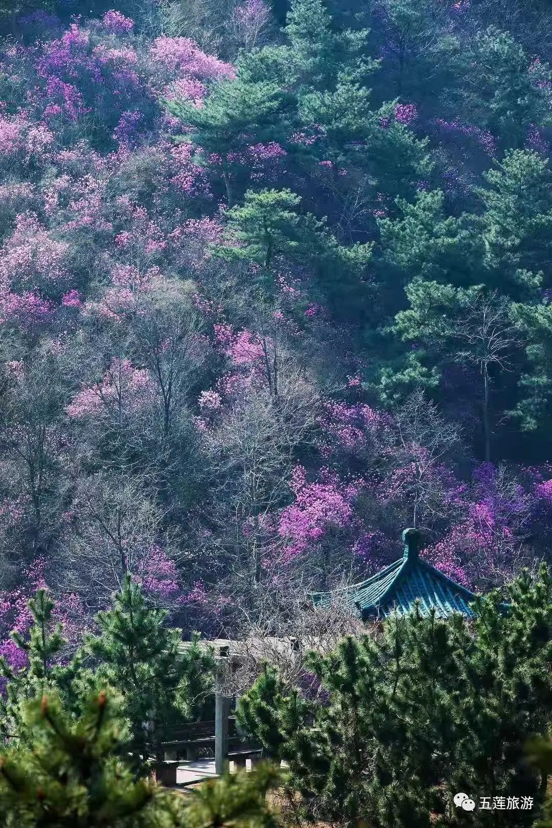 仙山景区在哪里_攻略仙山旅游的地方_九仙山旅游攻略