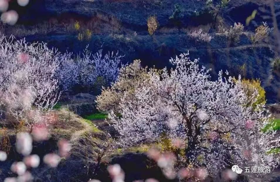 仙山景区在哪里_攻略仙山旅游的地方_九仙山旅游攻略