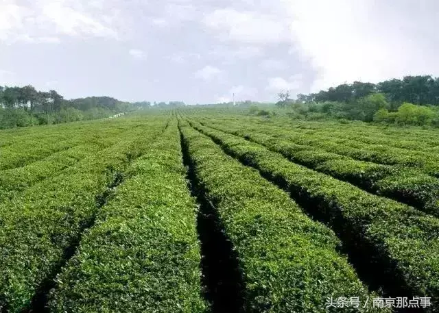 江宁黄龙岘旅游攻略_江宁黄龙岘旅游攻略_江宁黄龙岘旅游攻略