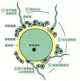 时尚孕妇街拍_孕妇街拍时尚照片_孕妇街拍时尚穿搭