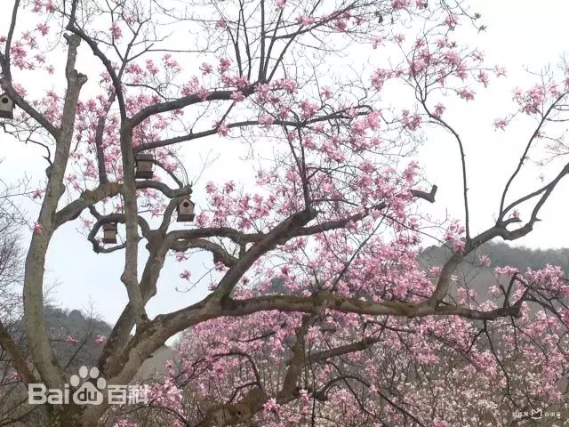 绵阳药王谷几月适合去_绵阳药王谷旅游攻略_绵阳攻略