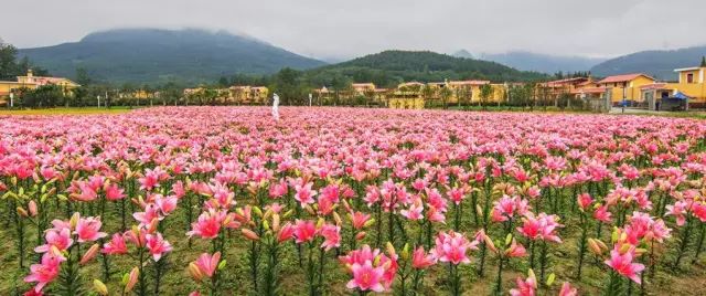 绵阳攻略_绵阳药王谷旅游攻略_绵阳药王谷几月适合去