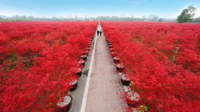 绵阳攻略_绵阳药王谷好玩吗_绵阳药王谷旅游攻略
