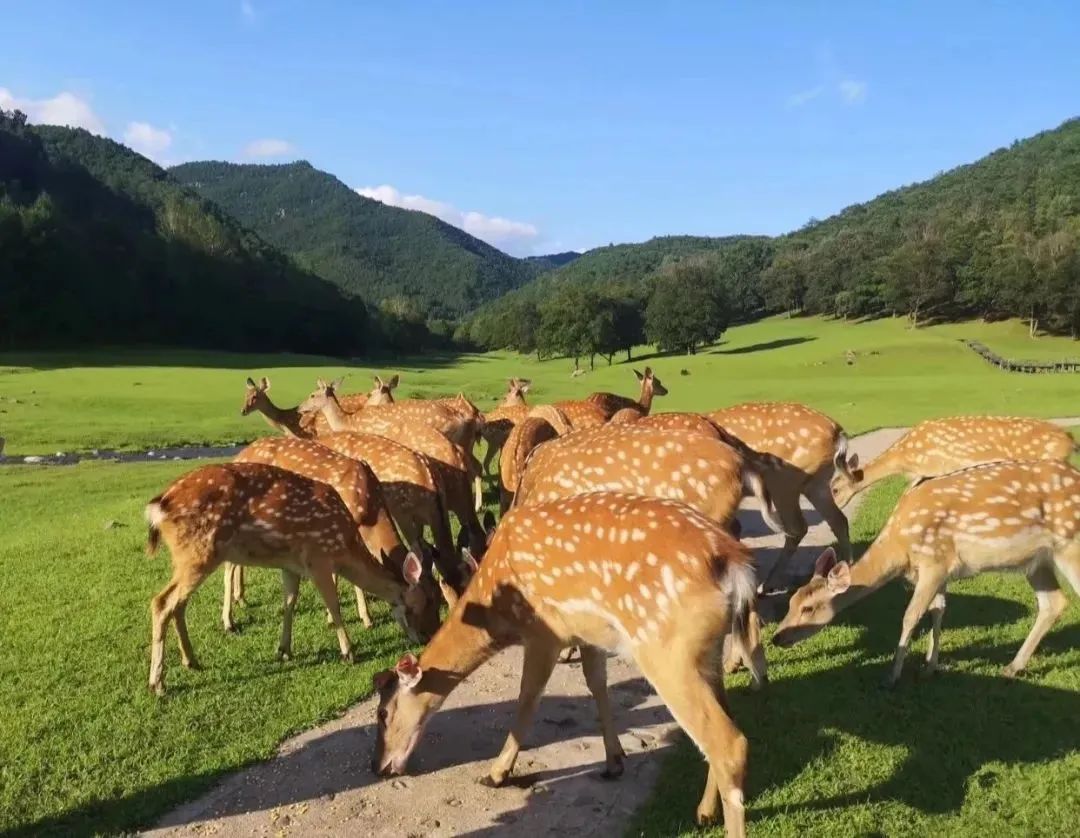 兴安岭旅游_小兴安岭旅游_小兴安岭旅游攻略