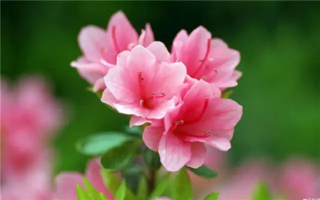 乐清芙蓉镇有什么好玩的景点_乐清芙蓉镇游玩攻略_乐清芙蓉镇旅游攻略
