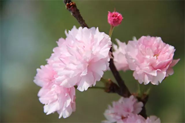 乐清芙蓉镇有什么好玩的景点_乐清芙蓉镇旅游攻略_乐清芙蓉镇游玩攻略