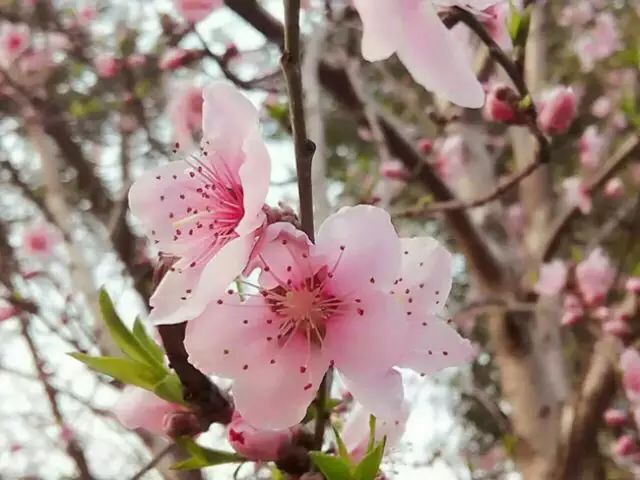 乐清芙蓉镇有什么好玩的景点_乐清芙蓉镇游玩攻略_乐清芙蓉镇旅游攻略