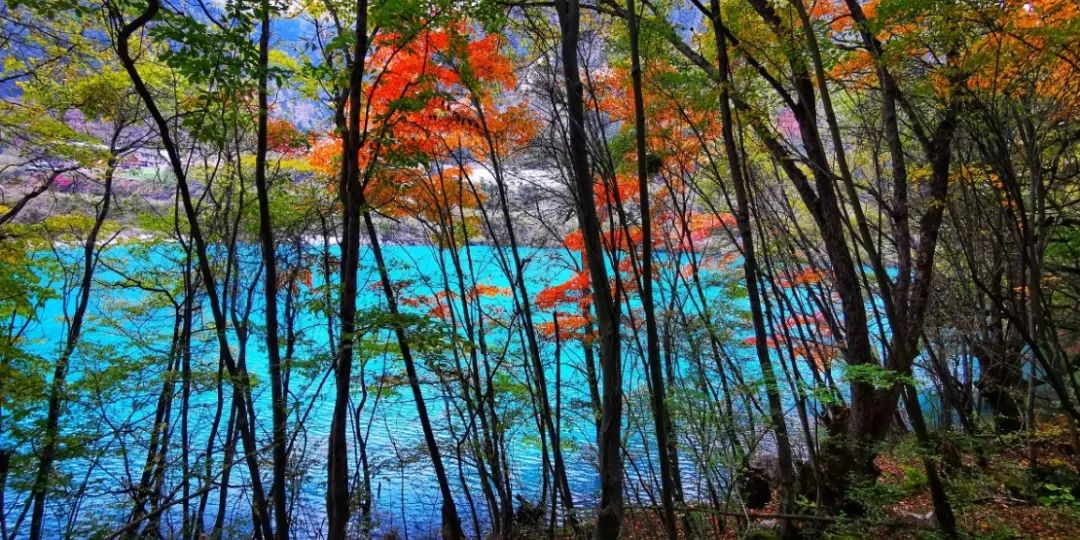 青城山都江堰旅游攻略_都江堰青城山旅游攻略一日游_都江堰青城山旅游官网