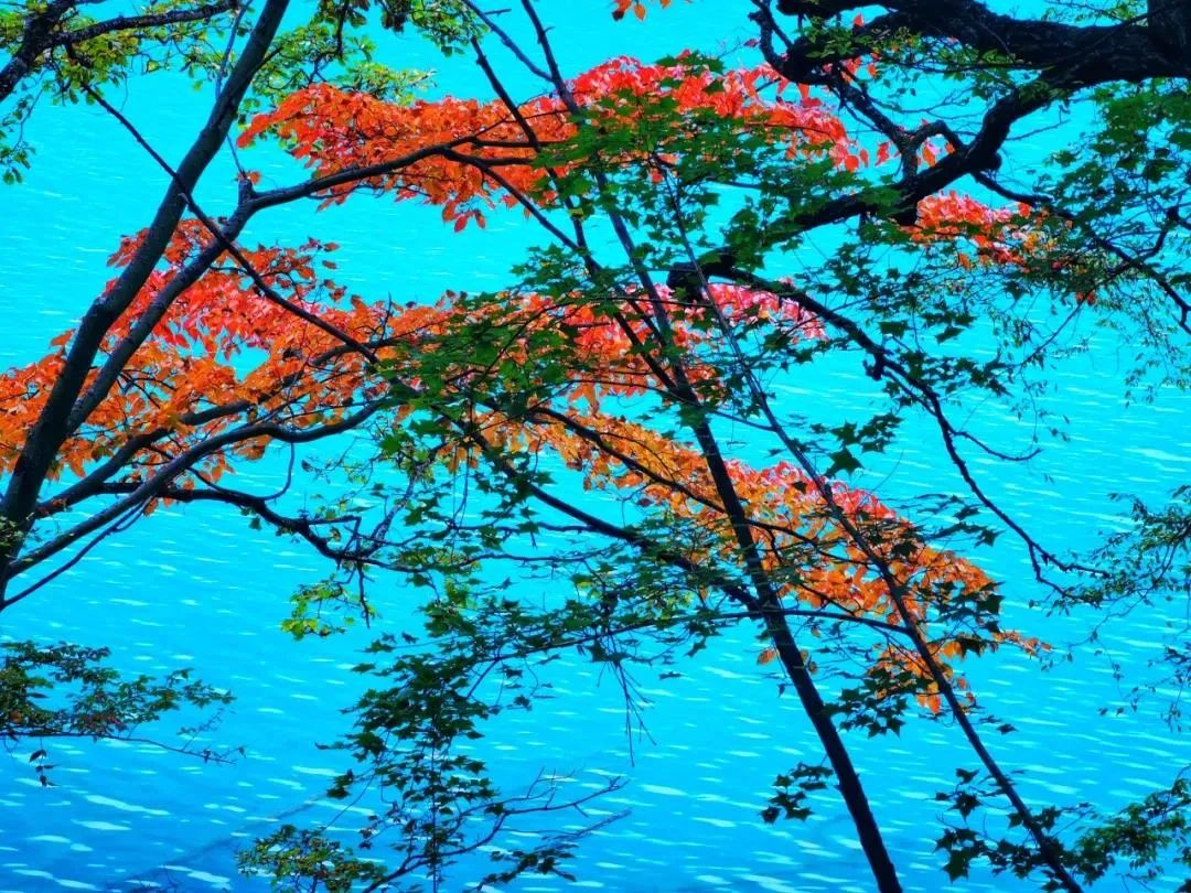 都江堰青城山旅游攻略一日游_青城山都江堰旅游攻略_都江堰青城山旅游官网