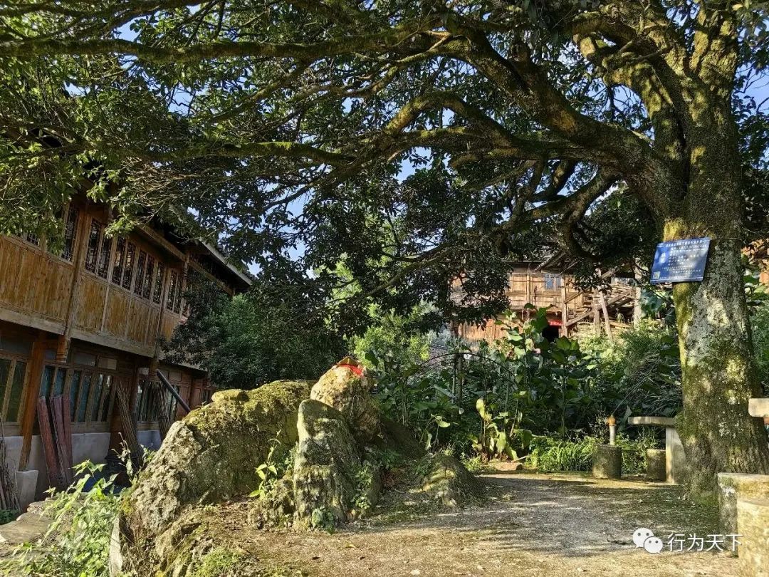 广西龙胜梯田景区门票_广西龙胜梯田景区民宿_广西龙胜梯田旅游攻略