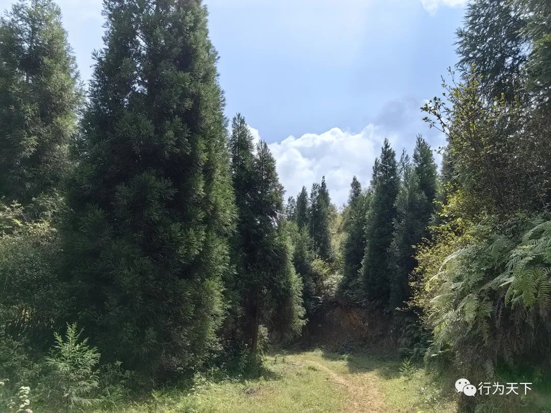 广西龙胜梯田景区门票_广西龙胜梯田旅游攻略_广西龙胜梯田景区民宿