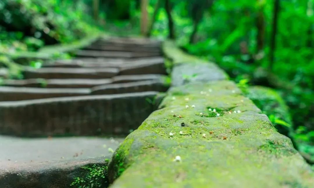 都江堰青城山旅游官网_青城山都江堰旅游攻略_都江堰青城山好玩吗