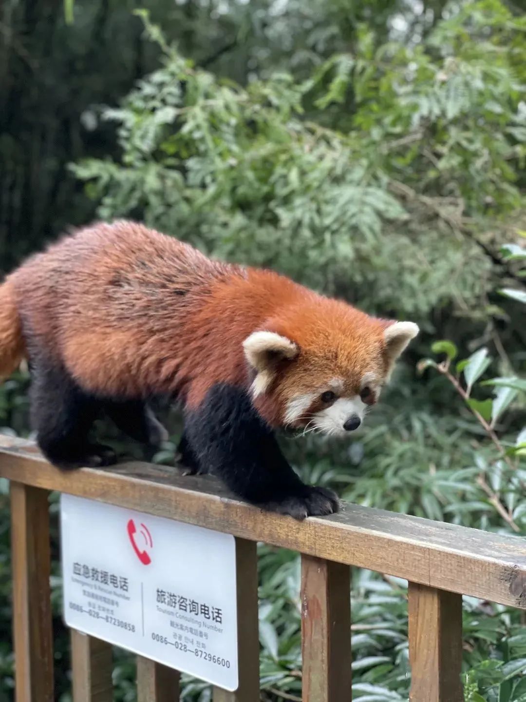 青城山都江堰旅游攻略_都江堰青城山旅游官网_都江堰青城山好玩吗