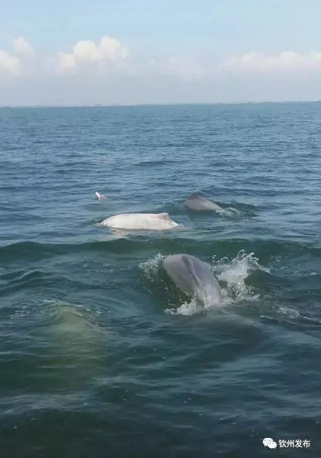 硇洲岛海鲜批发价怎样_涠洲岛旅游攻略 海鲜_涠洲岛海鲜市场价格