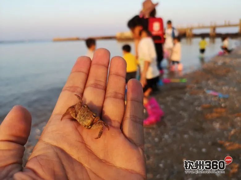 硇洲岛海鲜批发价怎样_涠洲岛旅游攻略 海鲜_涠洲岛海鲜市场价格