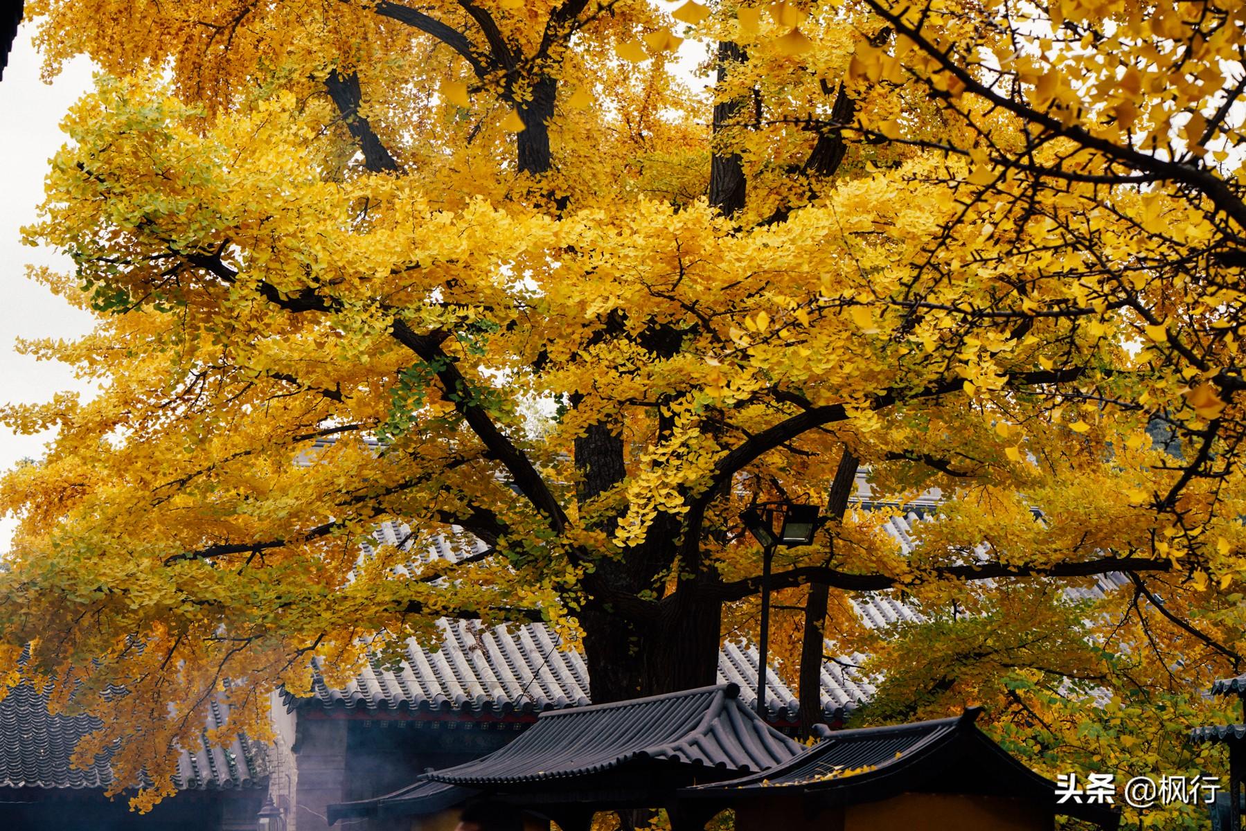 北京红螺寺2021年图片_北京红螺寺的位置_北京红螺寺旅游攻略