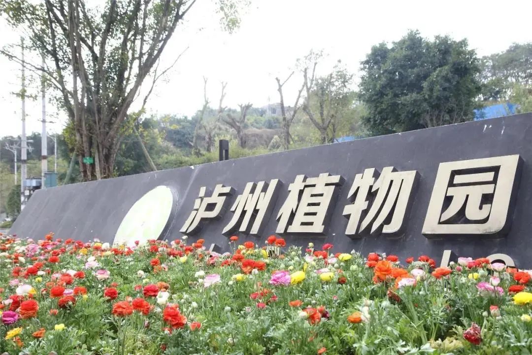 泸州到峨眉山旅游攻略_泸州到峨眉山有多少公里_泸州到峨眉山2日