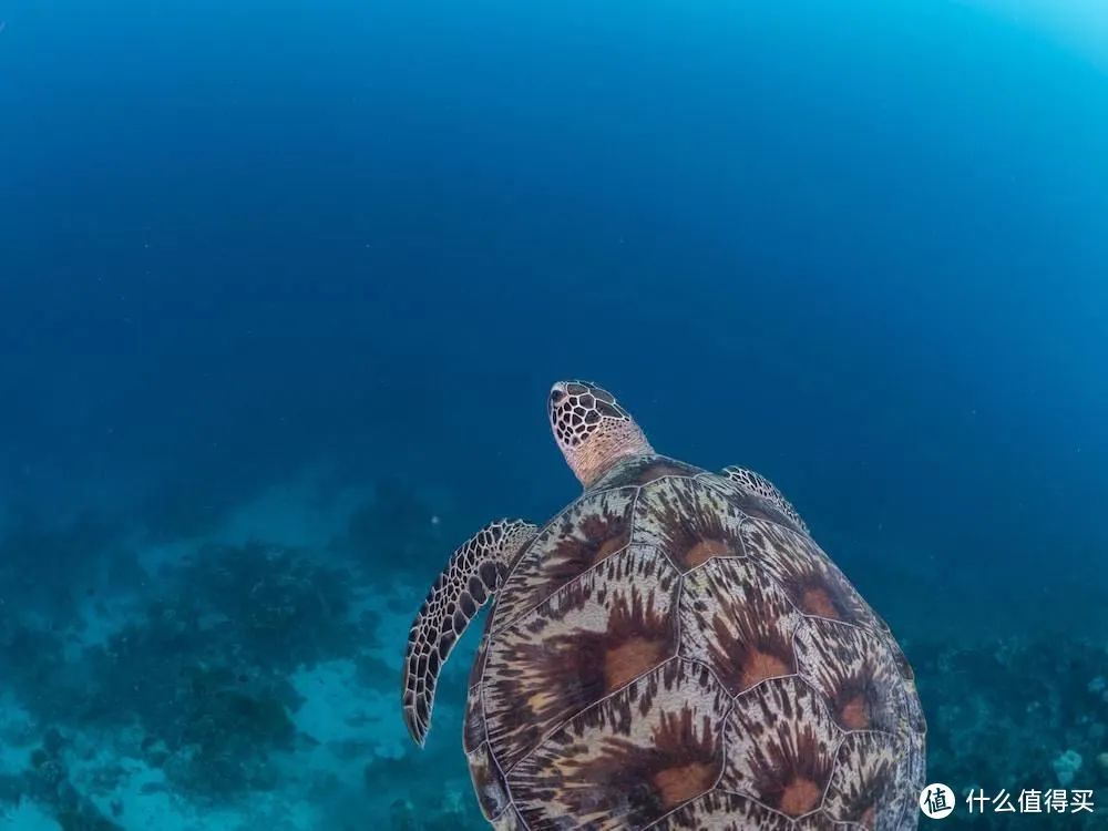 马尔代夫度假价格_马尔代夫中央格兰德旅游攻略_马尔代夫旅游官网