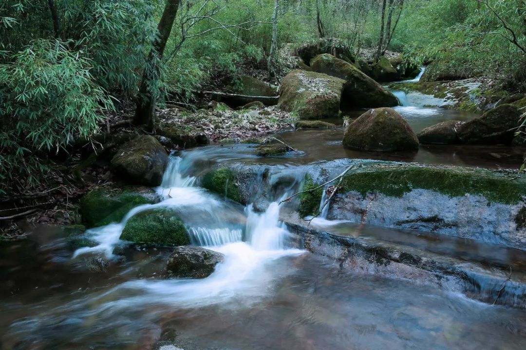 森林公园全景_木王森林公园旅游攻略_森林公园游玩路线