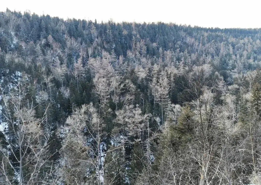 长白山攻略旅游攻略_长白山旅游攻略_长白山旅游攻略必去景点