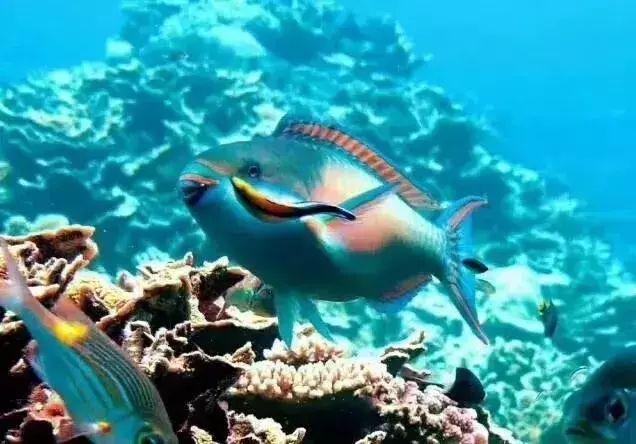 海南群岛攻略西沙旅游怎么样_海南西沙群岛旅游攻略_海南群岛攻略西沙旅游