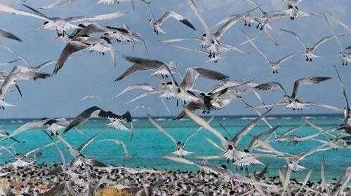 海南群岛攻略西沙旅游_海南群岛攻略西沙旅游怎么样_海南西沙群岛旅游攻略
