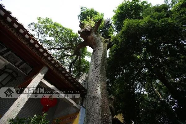 广西桂平西山旅游攻略_广西桂平西山风景区门票多少钱_广西桂平市西山风景区门票