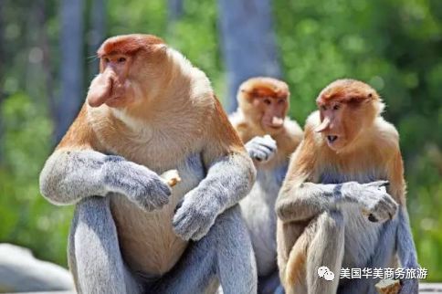 帕劳群岛图片欣赏_帕劳群岛地图上的位置_帕劳群岛旅游攻略