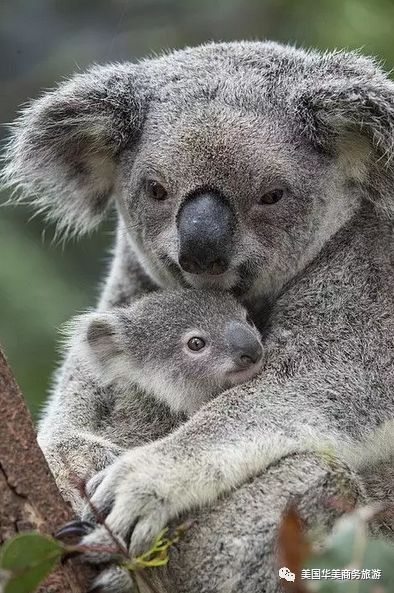 帕劳群岛旅游攻略_帕劳群岛地图上的位置_帕劳群岛图片欣赏