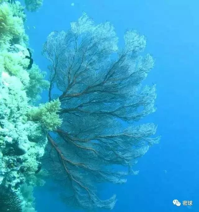 帕劳群岛旅游攻略_帕劳群岛地图上的位置_帕劳群岛视频
