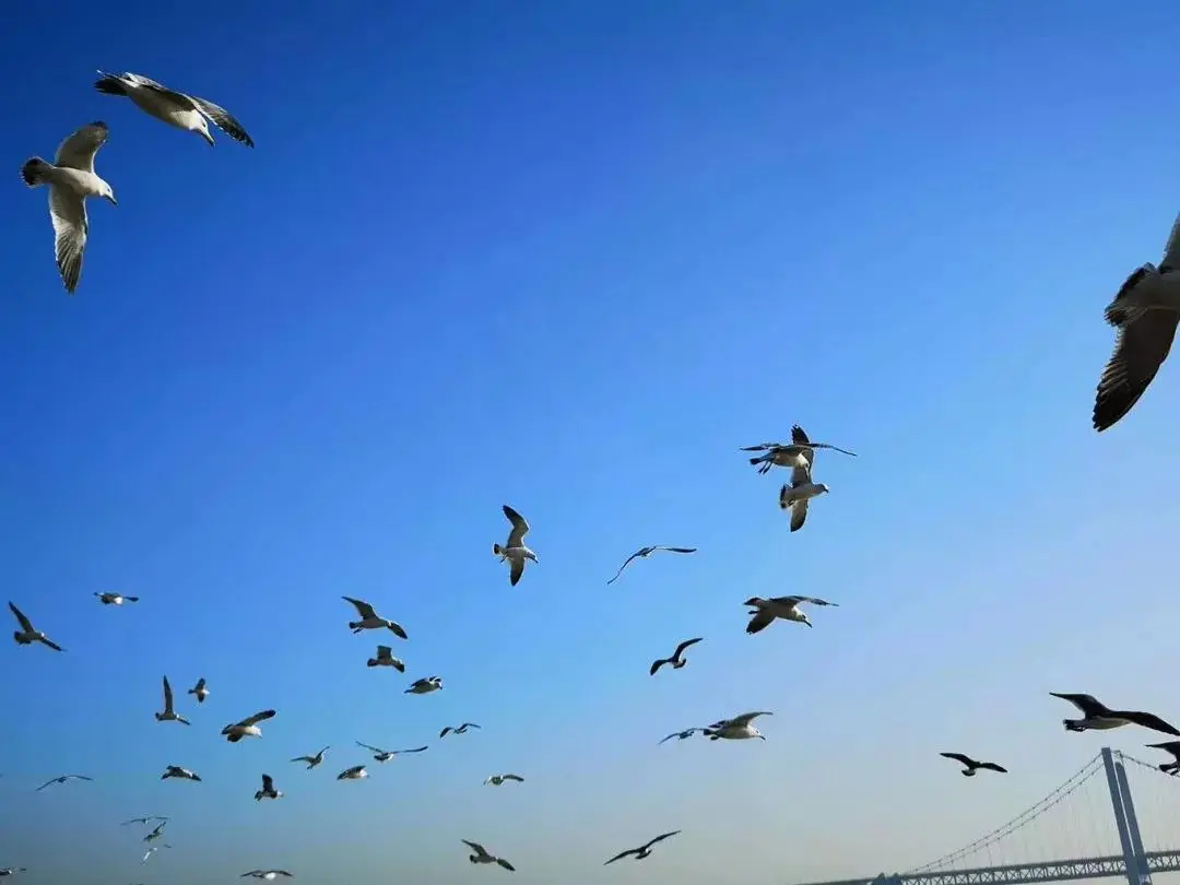 大连4天旅游攻略自助游-大连自助推荐(图15) 大连自助推荐_大连4天旅游攻略自助游_大连自助游攻略5天